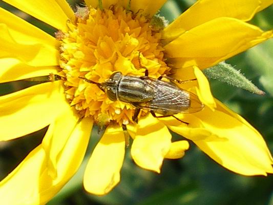 Stomorhina lunata F (Calliphoridae)